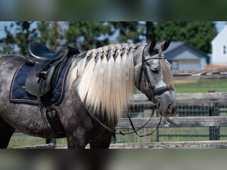 Draft Horse Mix Castrone 5 Anni 163 cm Grigio in Fredericksburg