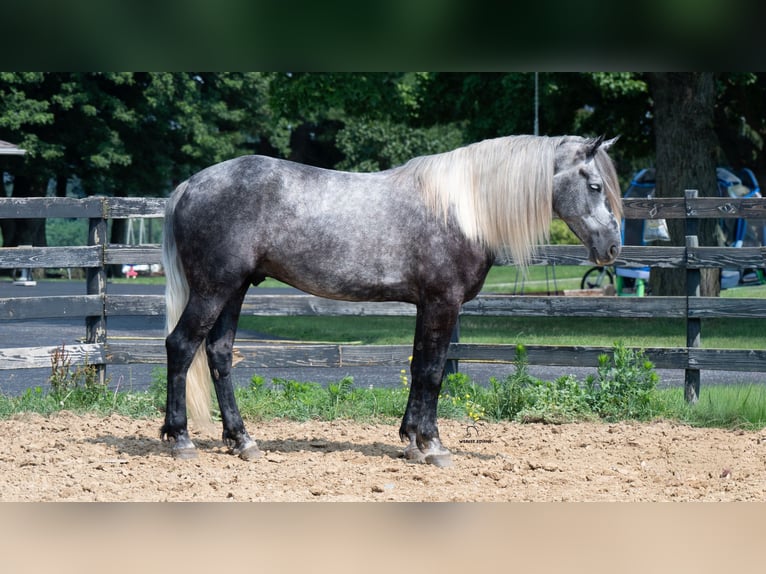 Draft Horse Mix Castrone 5 Anni 163 cm Grigio in Fredericksburg