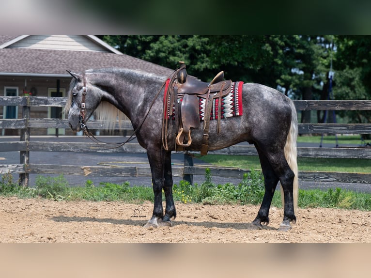 Draft Horse Mix Castrone 5 Anni 163 cm Grigio in Fredericksburg