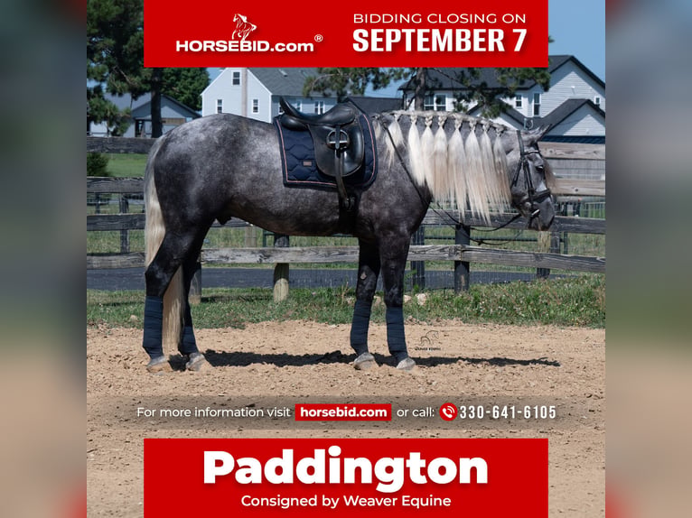 Draft Horse Mix Castrone 5 Anni 163 cm Grigio in Fredericksburg