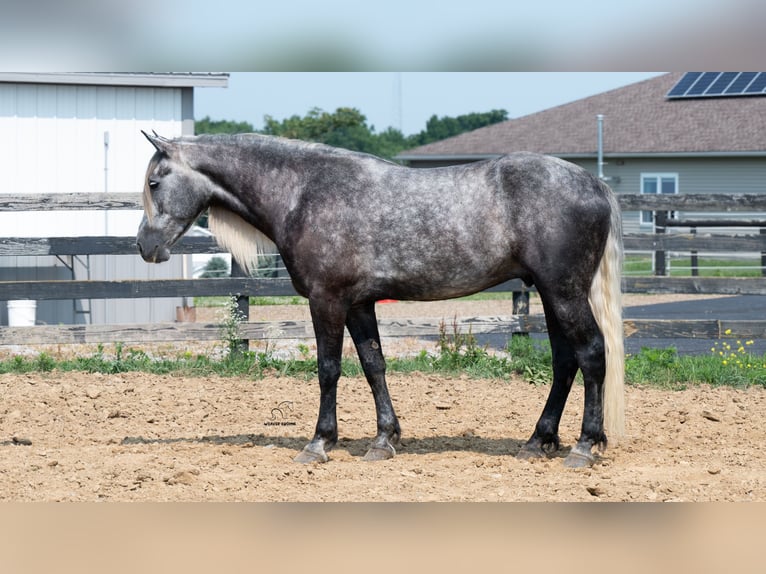 Draft Horse Mix Castrone 5 Anni 163 cm Grigio in Fredericksburg