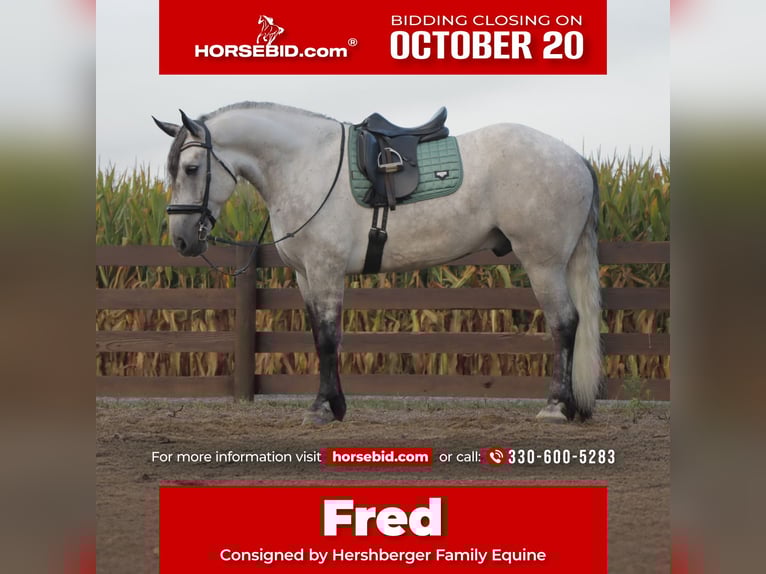 Draft Horse Mix Castrone 5 Anni 163 cm Grigio in Sugarcreek