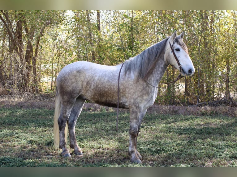 Draft Horse Castrone 5 Anni 163 cm Grigio in El Paso Tx