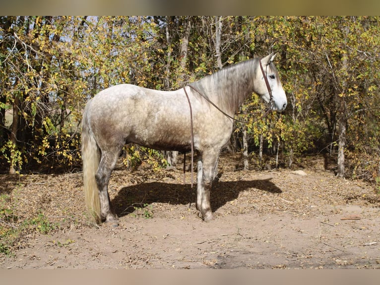 Draft Horse Castrone 5 Anni 163 cm Grigio in El Paso Tx