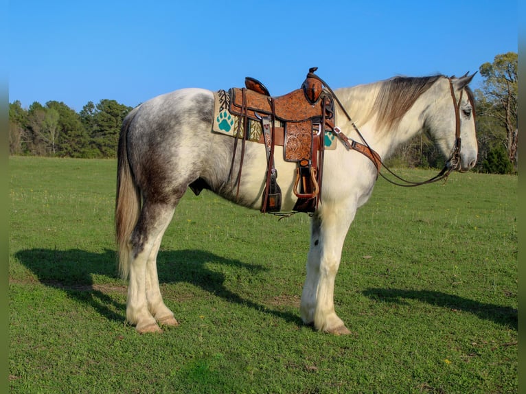Draft Horse Mix Castrone 5 Anni 163 cm Grigio in Rusk