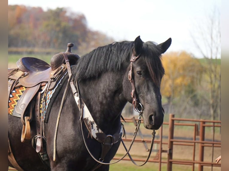 Draft Horse Mix Castrone 5 Anni 163 cm Morello in Fresno