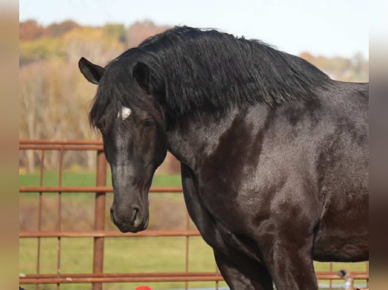 Draft Horse Mix Castrone 5 Anni 163 cm Morello in Fresno
