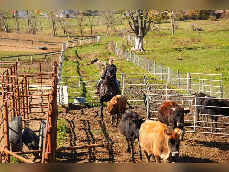 Draft Horse Mix Castrone 5 Anni 163 cm Morello in Fresno