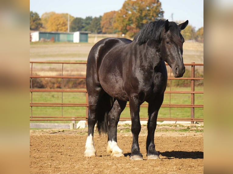Draft Horse Mix Castrone 5 Anni 163 cm Morello in Fresno