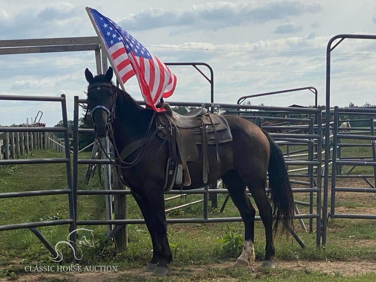 Draft Horse Castrone 5 Anni 163 cm Morello in Gettysburg, PA