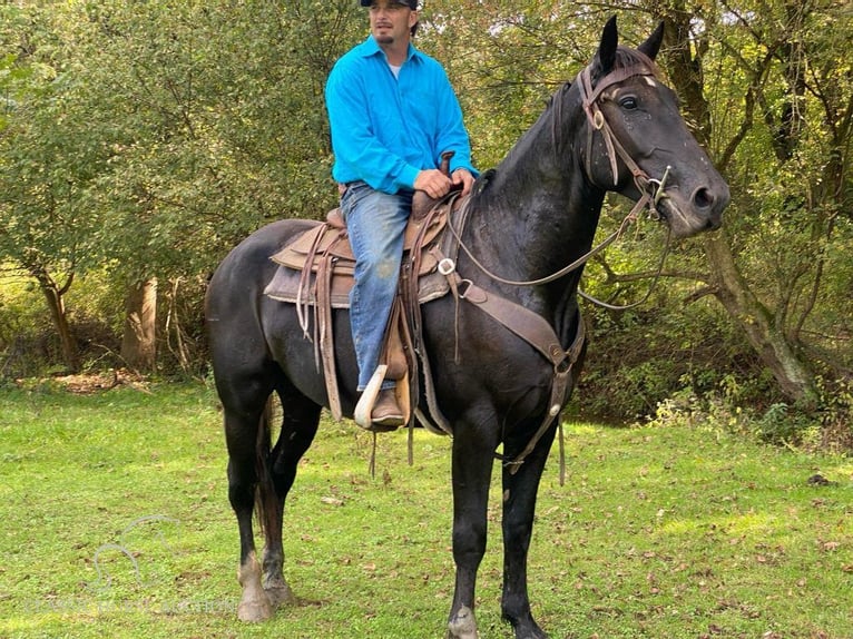 Draft Horse Castrone 5 Anni 163 cm Morello in Gettysburg, PA