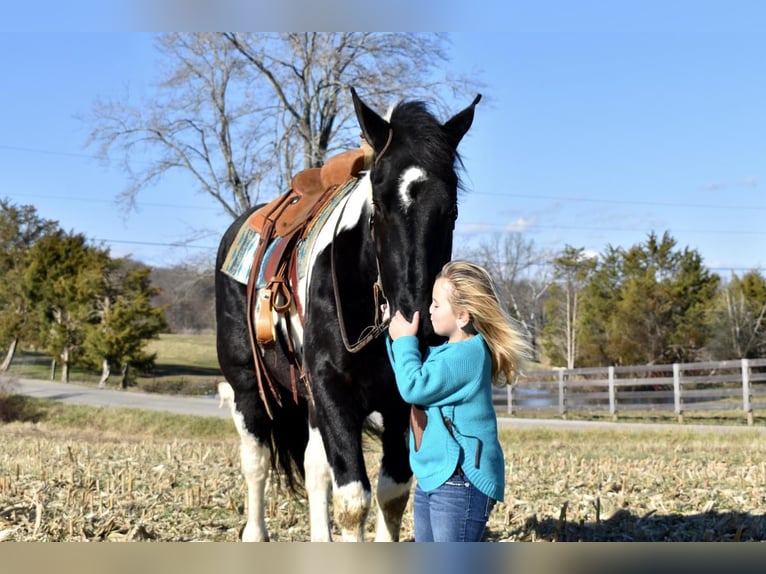 Draft Horse Mix Castrone 5 Anni 163 cm in Crab Orchard, KY