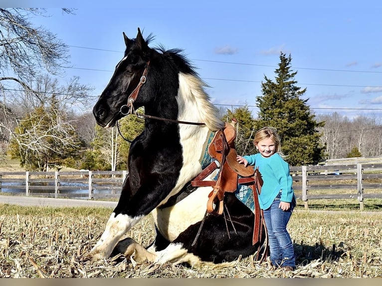 Draft Horse Mix Castrone 5 Anni 163 cm in Crab Orchard, KY