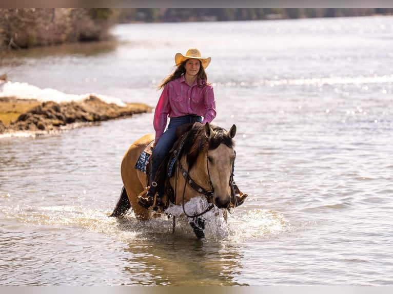 Draft Horse Mix Castrone 5 Anni 163 cm Pelle di daino in Nevis