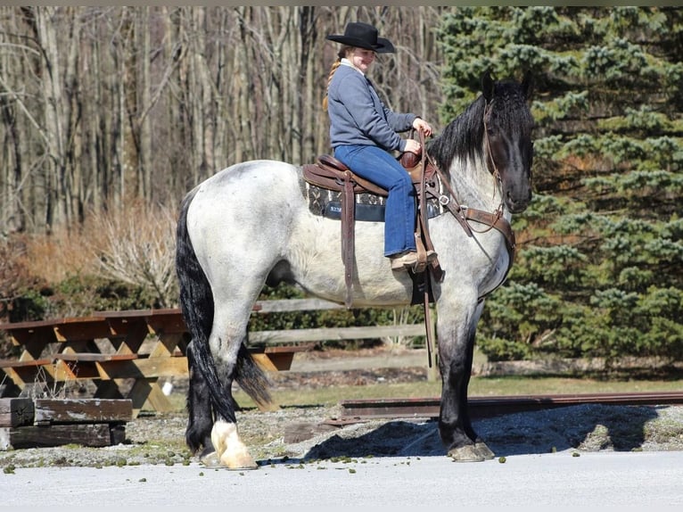 Draft Horse Mix Castrone 5 Anni 163 cm Roano blu in Cook Forest, PA