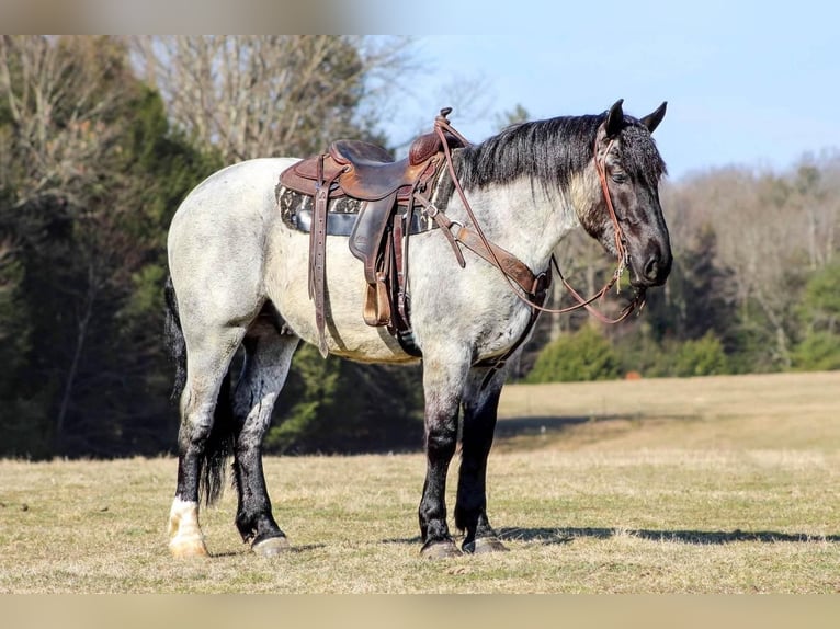 Draft Horse Mix Castrone 5 Anni 163 cm Roano blu in Cook Forest, PA