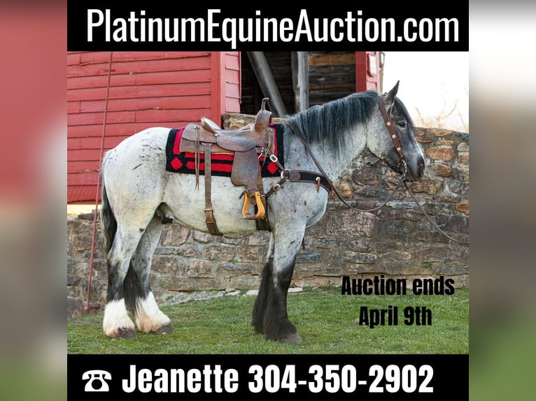 Draft Horse Castrone 5 Anni 163 cm Roano blu in THurmont MD