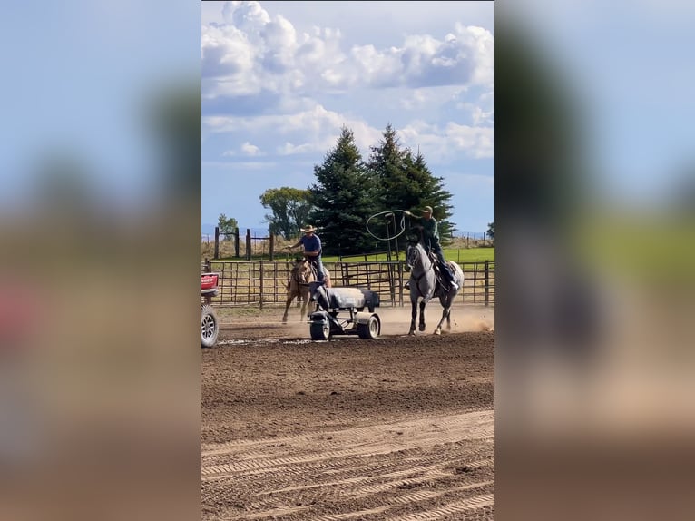 Draft Horse Mix Castrone 5 Anni 163 cm Roano blu in Saint Anthony