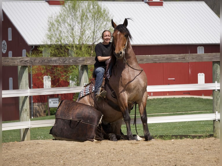 Draft Horse Mix Castrone 5 Anni 163 cm Roano rosso in Fresno
