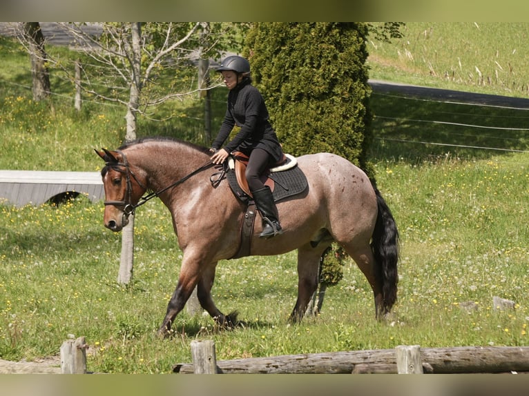Draft Horse Mix Castrone 5 Anni 163 cm Roano rosso in Fresno