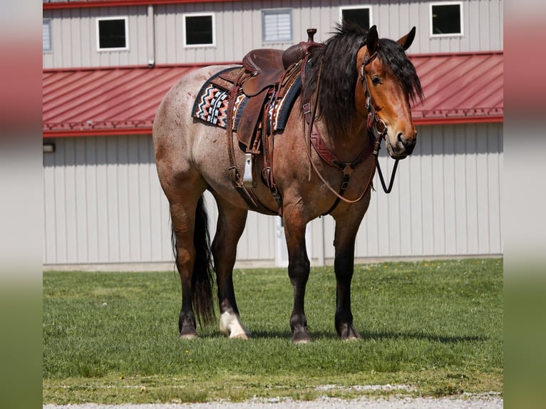 Draft Horse Mix Castrone 5 Anni 163 cm Roano rosso in Fresno