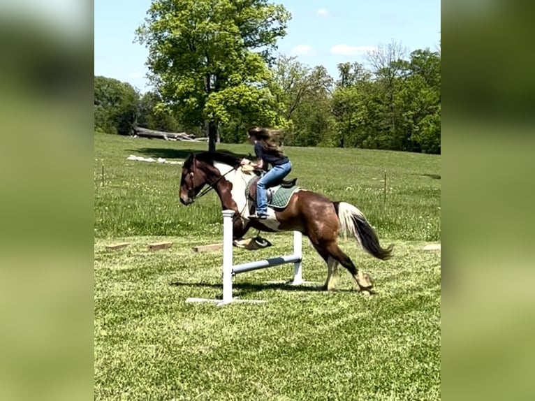 Draft Horse Mix Castrone 5 Anni 165 cm Baio ciliegia in Auburn