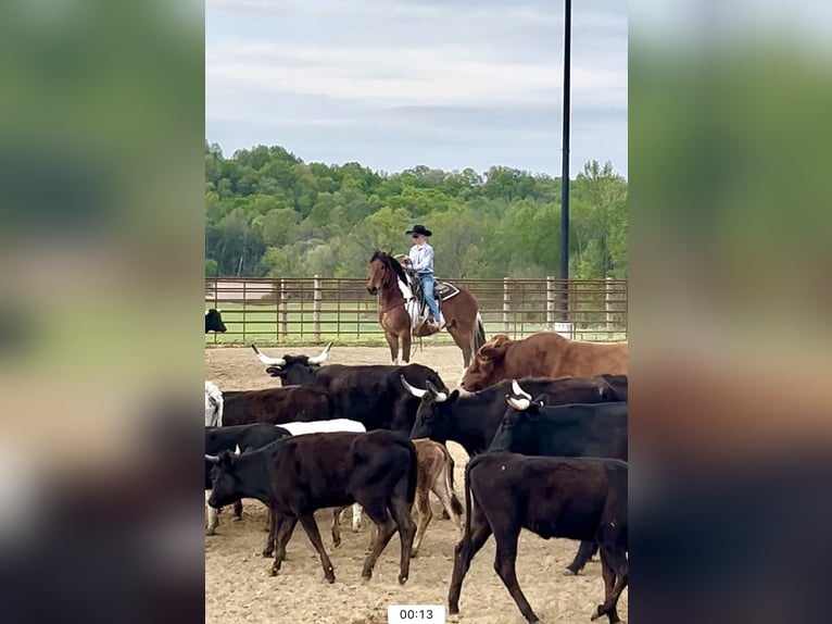 Draft Horse Mix Castrone 5 Anni 165 cm Baio ciliegia in Auburn