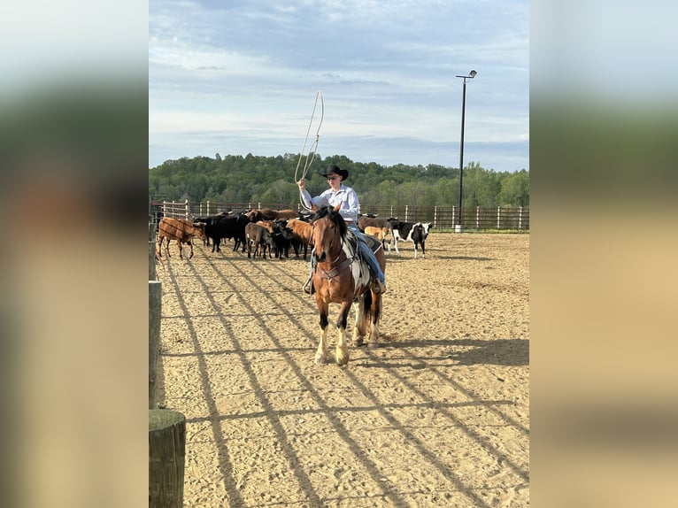 Draft Horse Mix Castrone 5 Anni 165 cm Baio ciliegia in Auburn