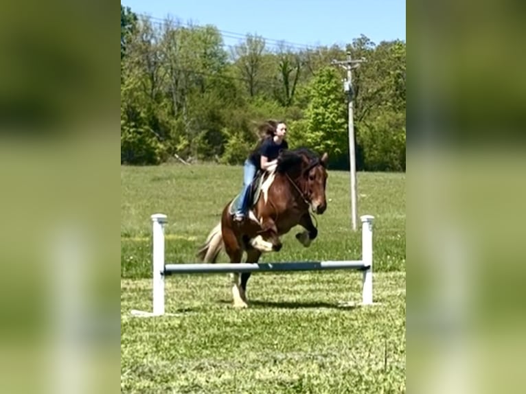 Draft Horse Mix Castrone 5 Anni 165 cm Baio ciliegia in Auburn