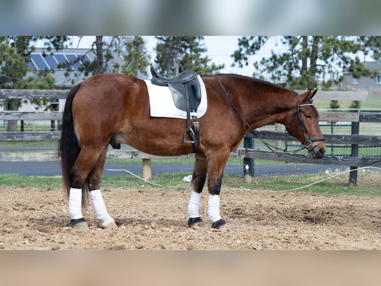 Draft Horse Mix Castrone 5 Anni 165 cm Baio ciliegia in Fredericksburg