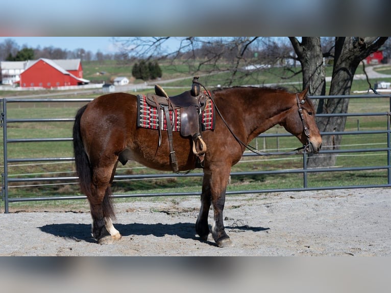 Draft Horse Mix Castrone 5 Anni 165 cm Baio ciliegia in Fredericksburg