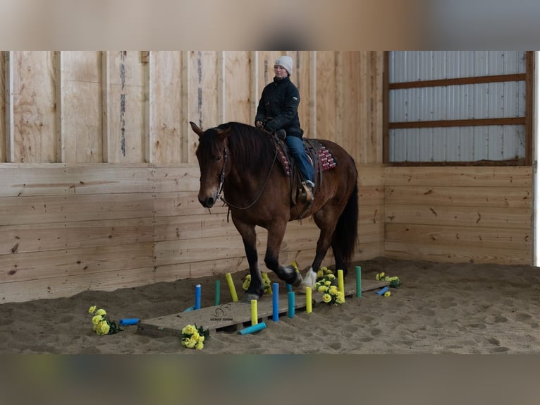 Draft Horse Mix Castrone 5 Anni 165 cm Baio ciliegia in Fredericksburg