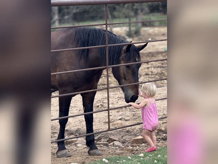 Draft Horse Mix Castrone 5 Anni 165 cm Baio ciliegia in Jacksboro