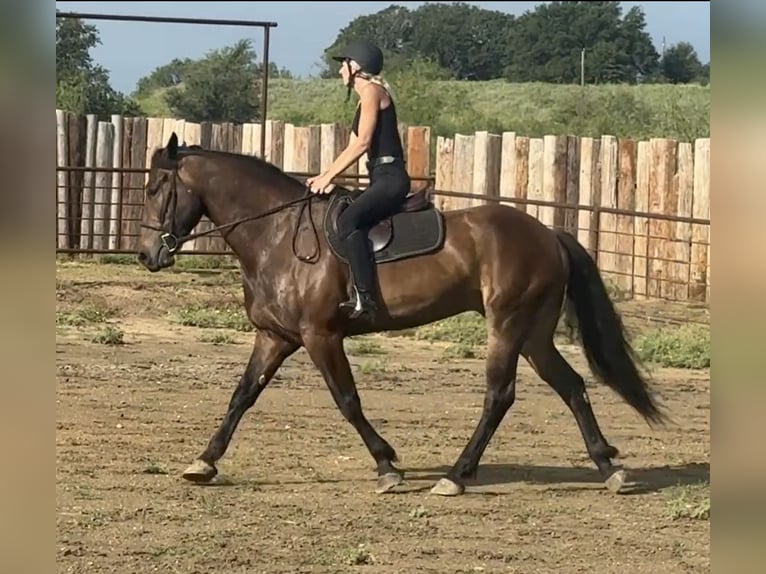 Draft Horse Mix Castrone 5 Anni 165 cm Baio ciliegia in Jacksboro