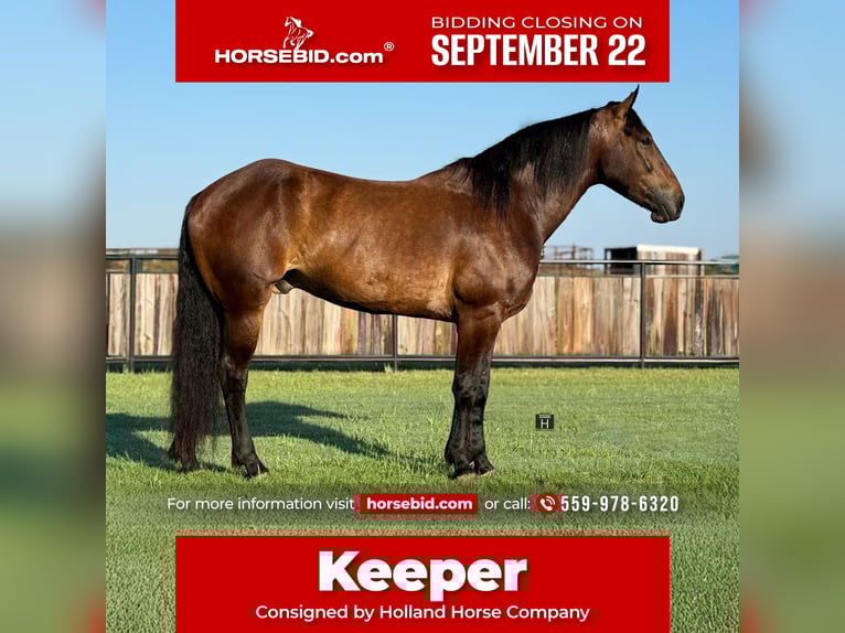 Draft Horse Mix Castrone 5 Anni 165 cm Baio ciliegia in Jacksboro