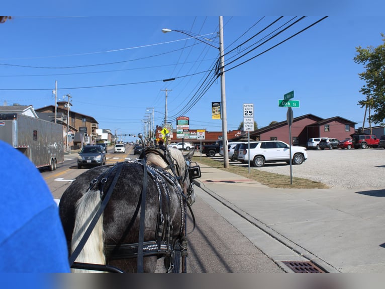 Draft Horse Mix Castrone 5 Anni 165 cm Grigio in Millersburg
