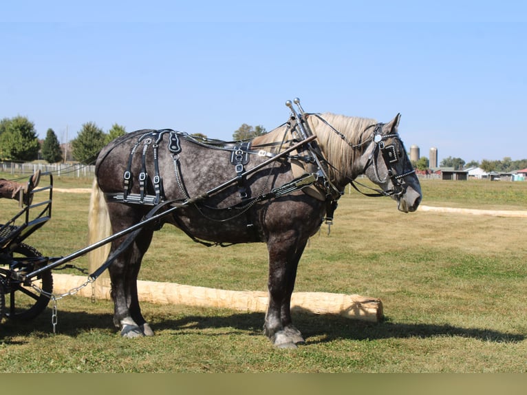 Draft Horse Mix Castrone 5 Anni 165 cm Grigio in Millersburg