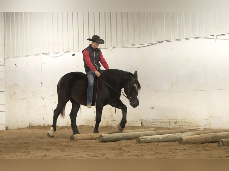 Draft Horse Mix Castrone 5 Anni 165 cm Morello in Nevis