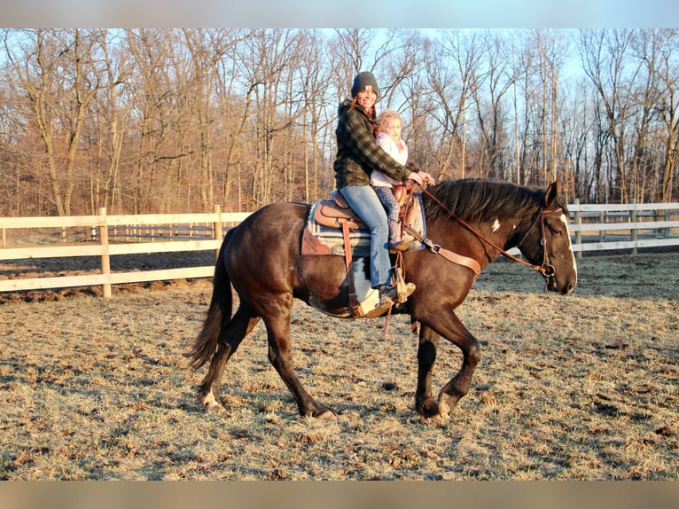 Draft Horse Castrone 5 Anni 165 cm Overo-tutti i colori in Howell, MI