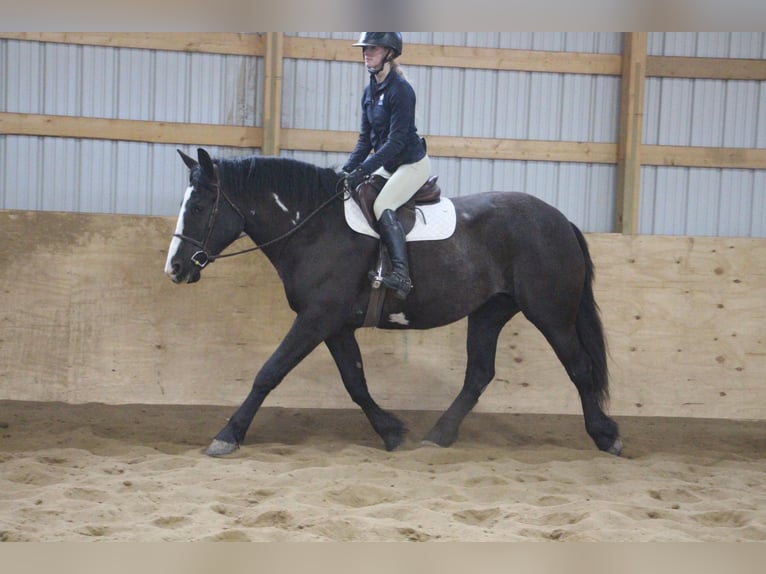 Draft Horse Castrone 5 Anni 165 cm Overo-tutti i colori in Howell, MI