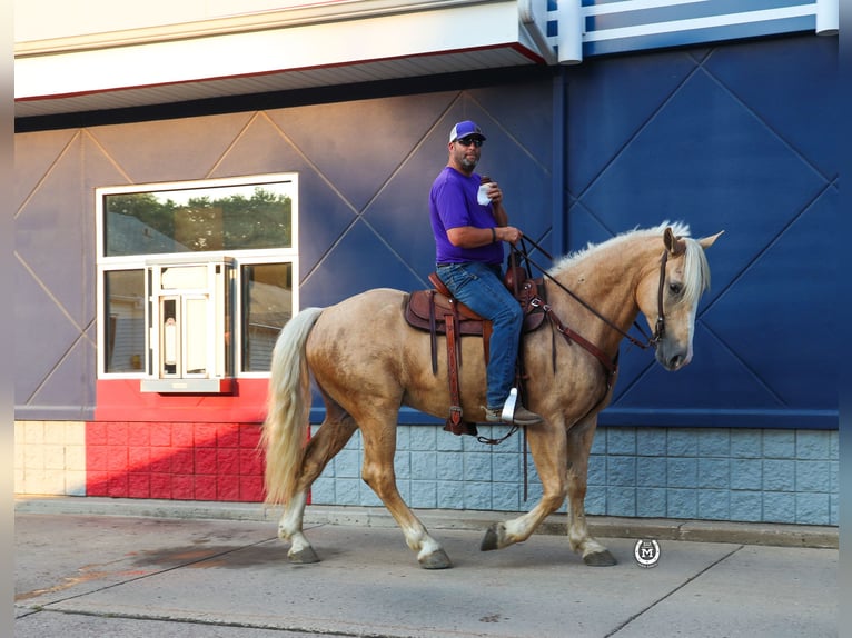 Draft Horse Castrone 5 Anni 165 cm Palomino in Windom MN