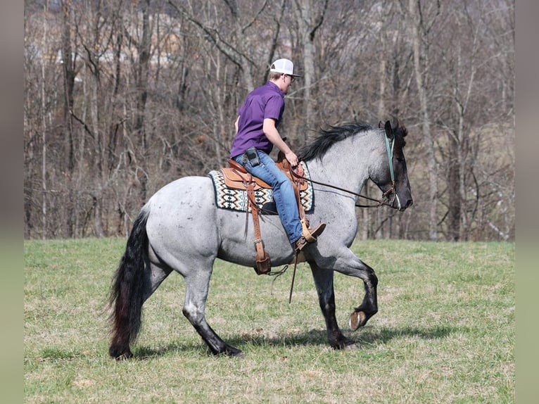 Draft Horse Castrone 5 Anni 165 cm Roano blu in Parkers Lake kY
