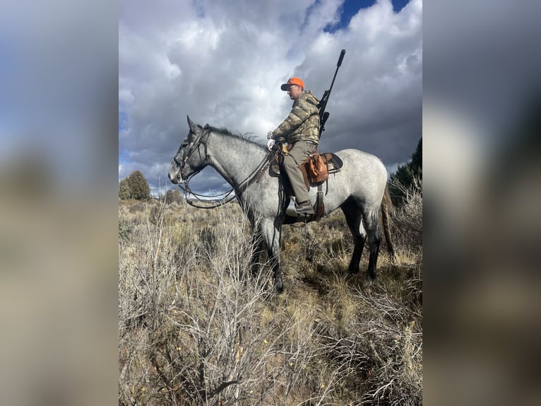 Draft Horse Mix Castrone 5 Anni 165 cm Roano blu in Saint Anthony