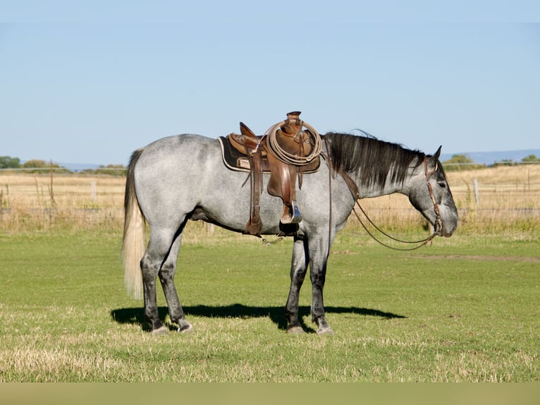 Draft Horse Mix Castrone 5 Anni 165 cm Roano blu in Saint Anthony
