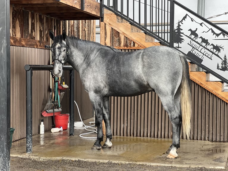 Draft Horse Mix Castrone 5 Anni 165 cm Roano blu in Saint Anthony