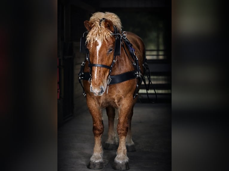 Draft Horse Castrone 5 Anni 165 cm Sauro scuro in Land O Lakes