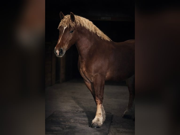 Draft Horse Castrone 5 Anni 165 cm Sauro scuro in Land O Lakes