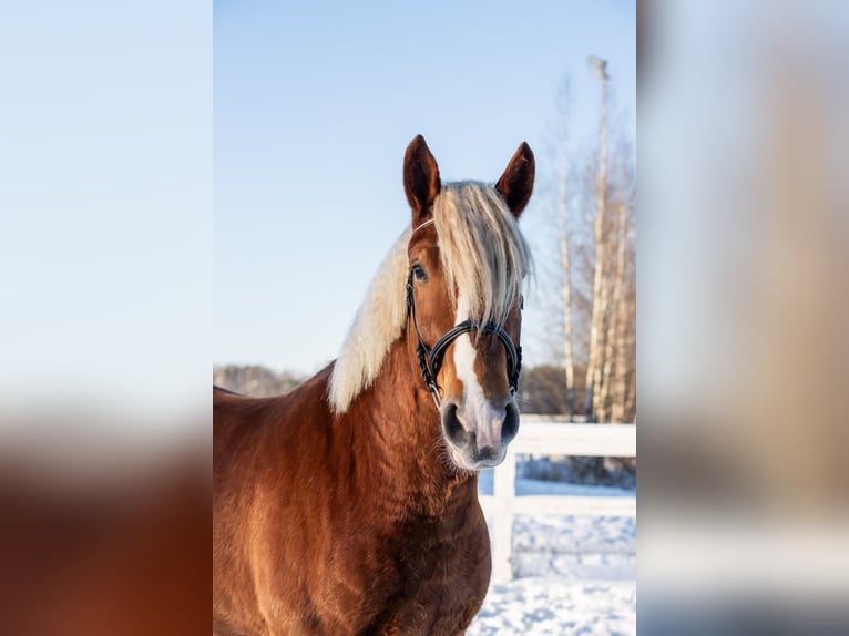 Draft Horse Castrone 5 Anni 166 cm  in Helsinki