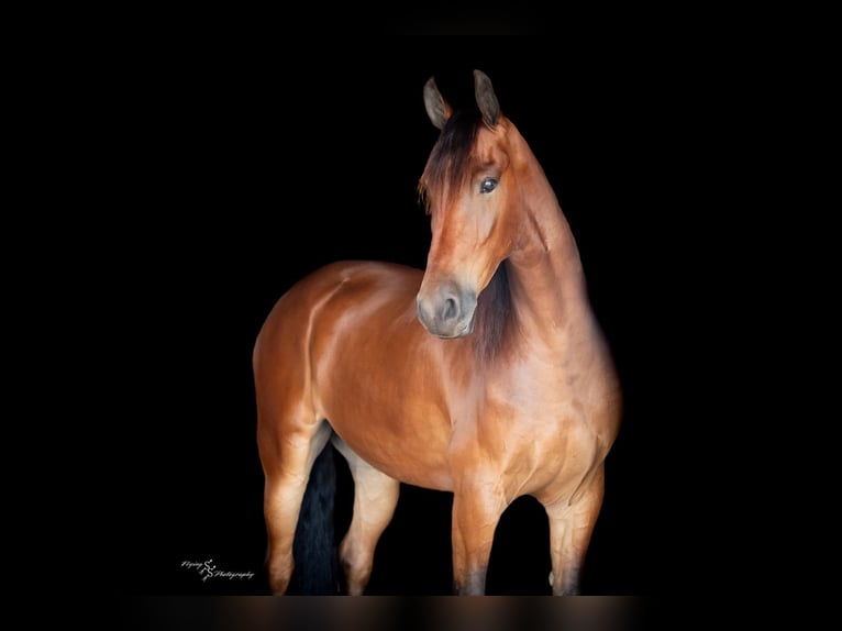 Draft Horse Castrone 5 Anni 168 cm Baio ciliegia in Fairbank IA