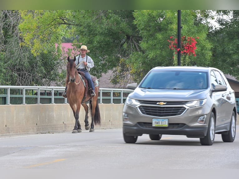 Draft Horse Castrone 5 Anni 168 cm Baio ciliegia in Fairbank IA